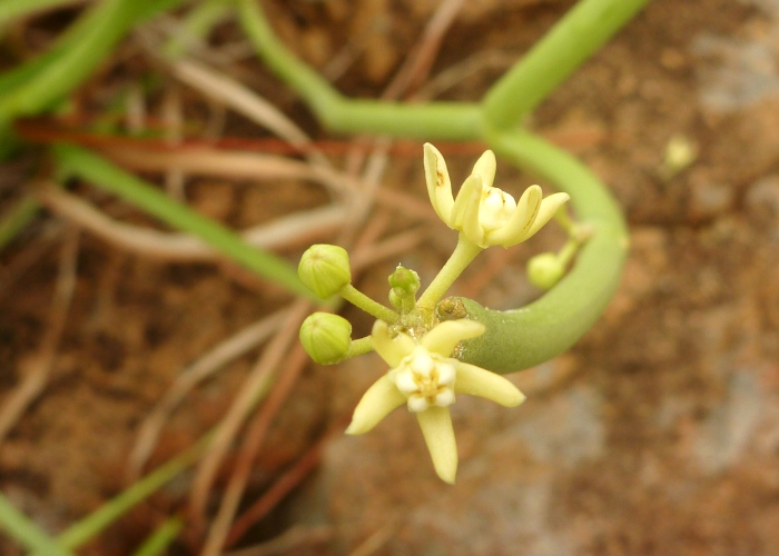 North Queensland Plants Apocynaceae
